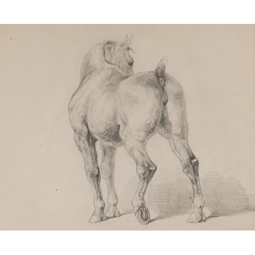A Horse Seen from Behind